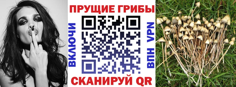 наркотики  Дзержинский  Галлюциногенные грибы мухоморы 